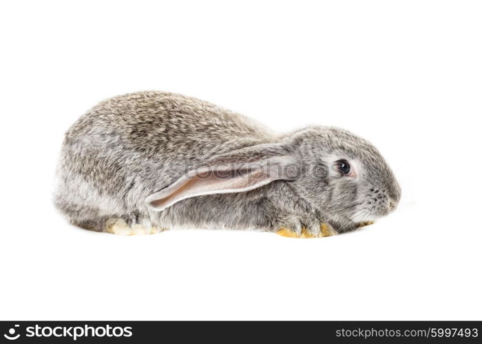Cute grey rabbit isolated on white background. Cute grey rabbit
