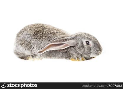 Cute grey rabbit isolated on white background. Cute grey rabbit