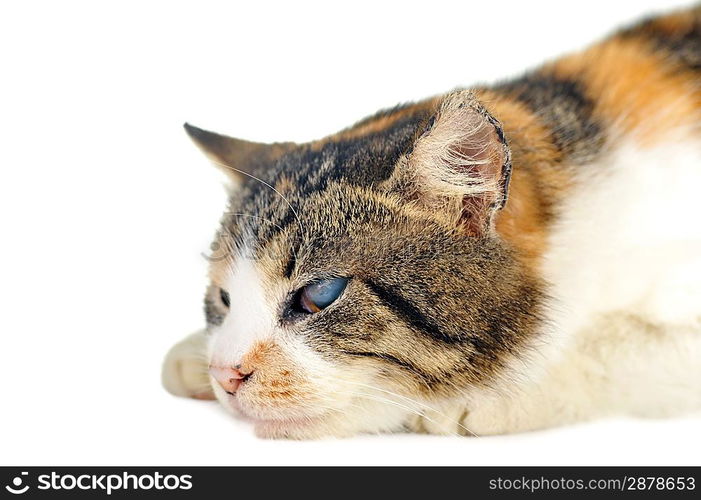 cute grey-white cat isolated