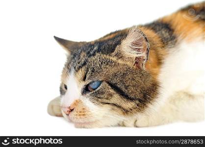 cute grey-white cat isolated
