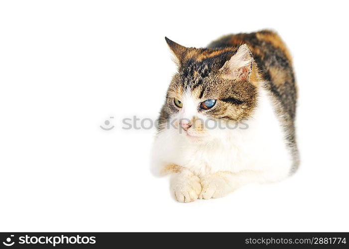 cute grey-white cat isolated