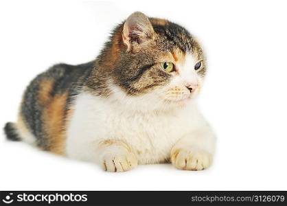 cute grey-white cat isolated