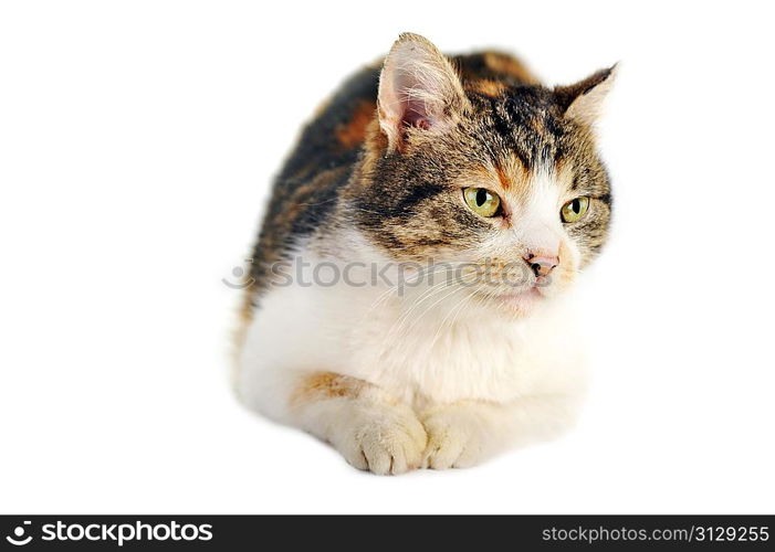 cute grey-white cat isolated