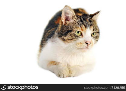 cute grey-white cat isolated