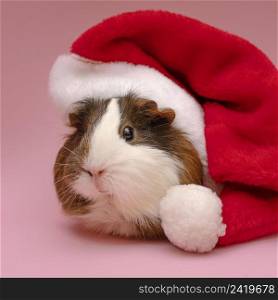 cute guinea pig wearing red hat