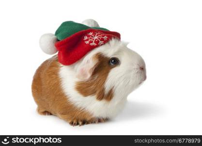 Cute guinea pig with christmas hat on white background