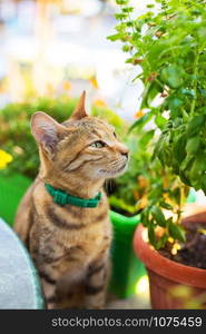 Cute handsome cat sitting near the visitors in a cafe. Cute handsome cat sitting near the visitors in cafe