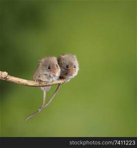 Cute harvest mice micromys minutus on wooden stick with neutral green background in nature
