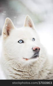 Cute healthy big dog. portrait, closeup