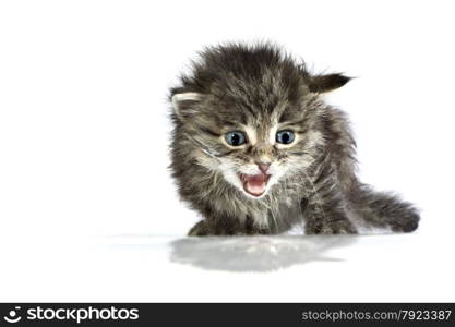 Cute helpless two-weeks old kitten Mewing on the White Surface