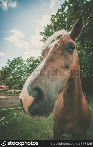 Cute horse close-up with a fly near the eye