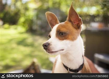 Cute Jack Russell Terrier Look On.