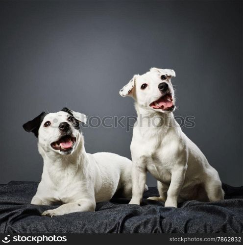 Cute Jack Russell terriers, adult female and male puppy together - studio shot and gray background