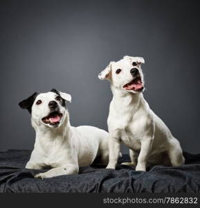 Cute Jack Russell terriers, adult female and male puppy together - studio shot and gray background