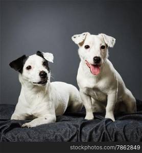 Cute Jack Russell terriers, adult female and male puppy together - studio shot and gray background