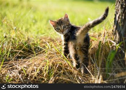 Cute kitten looking back at camera on hay around green grass farm cat portrait