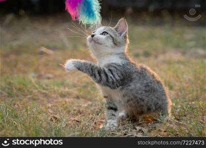 Cute kitten playing toy in the garden