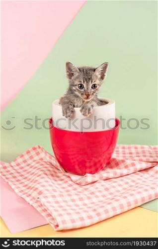 Cute kitten sitting inside cup on green and pink background. Cute kitten sitting inside cup