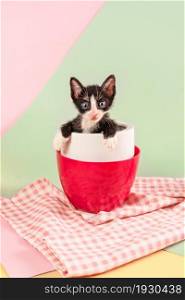 Cute kitten sitting inside cup on green and pink background. Cute kitten sitting inside cup