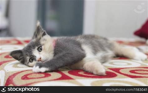 Cute kitten sleeping on a red sofa.
