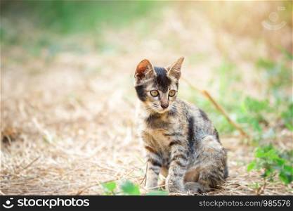 Cute kitten Thailand in the garden grass under sunlight.