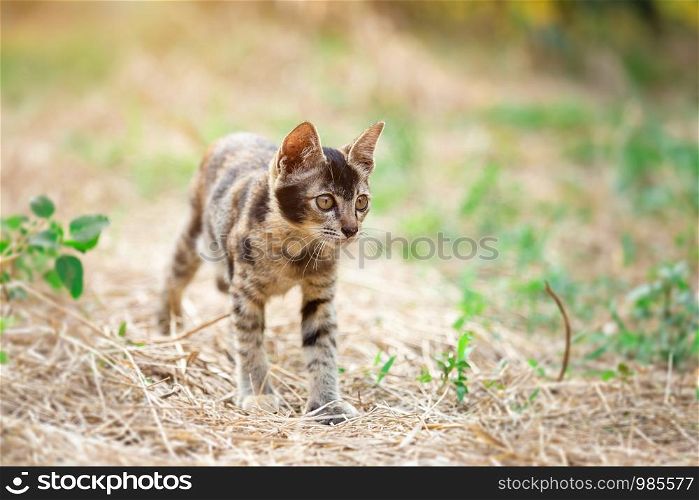 Cute kitten Thailand in the garden grass under sunlight.