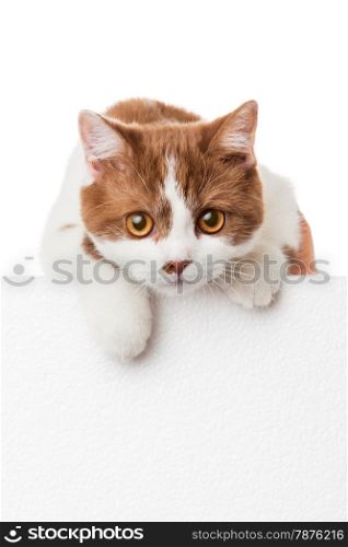 Cute kitten with blank billboard. Lovely British Shorthair kitten