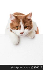 Cute kitten with blank billboard. Lovely British Shorthair kitten