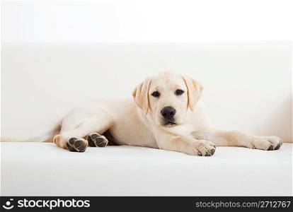 Cute labrador dog