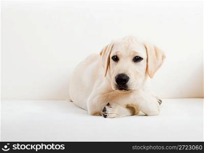 Cute labrador dog