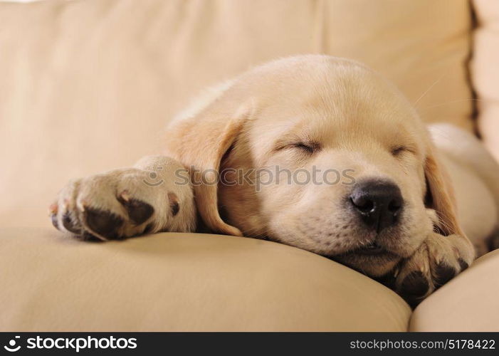 Cute labrador puppy sleeping on the sofa