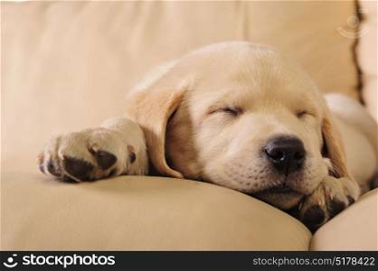 Cute labrador puppy sleeping on the sofa