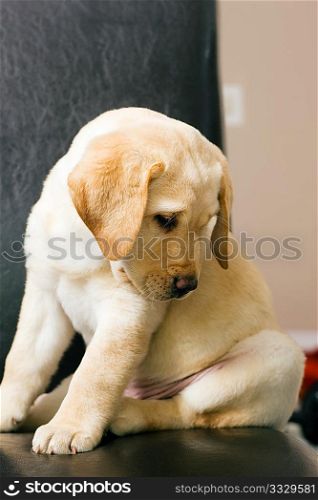 Cute Labrador Retriever puppy sleeping on a chair