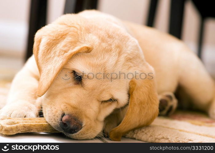 Cute Labrador Retriever puppy sleeping on a chair