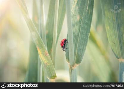 Cute ladybug on a spike in a wheat field