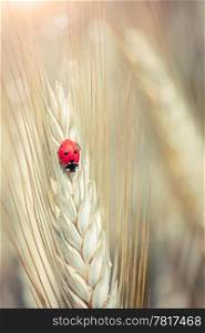 Cute ladybug on a spike in a wheat field