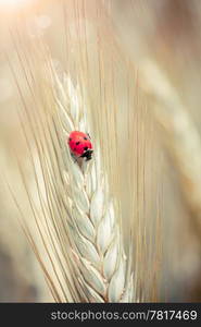 Cute ladybug on a spike in a wheat field