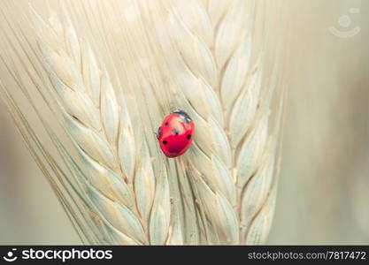 Cute ladybug on a spike in a wheat field