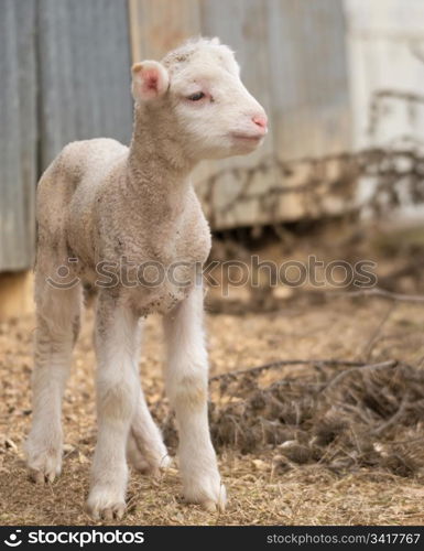 cute lamb on farm. great image of a very cute lamb on the farm