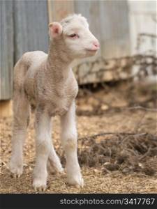 cute lamb on farm. great image of a very cute lamb on the farm