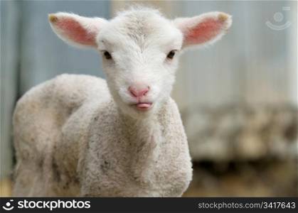 cute lamb tongue out. cute lamb on the farm sticking its tongue out