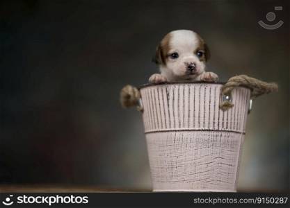 Cute litt≤dog in a metal bucket