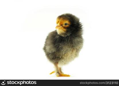 Cute little baby chicken isolated on white background