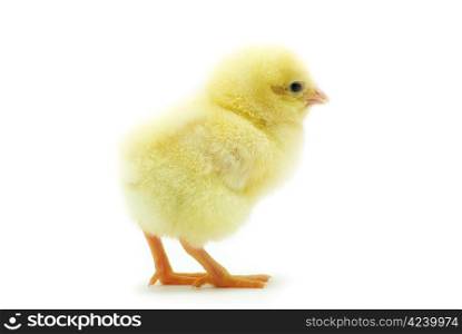 Cute little baby chicken isolated on white background