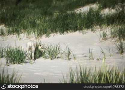 Cute little baby sheep grazing marram grass on white sand beach on Sylt island, at the North Sea. Northern Germany farmland. Lamb through tall grass