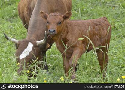 cute little brown calf in grass with cow