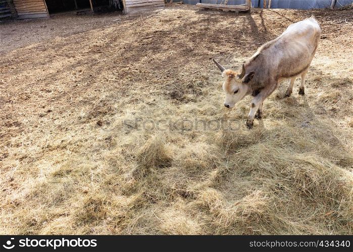 Cute little buffalo bull walks in the farmyard and eats hay, on the left side for the copy space.. A bull buffalo walks in the barnyard farm