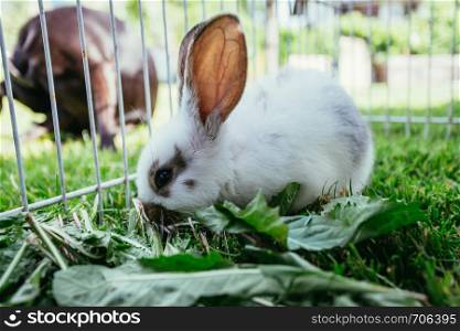 Cute little bunny eats salad in an outdoor compound. Green grass, spring time.