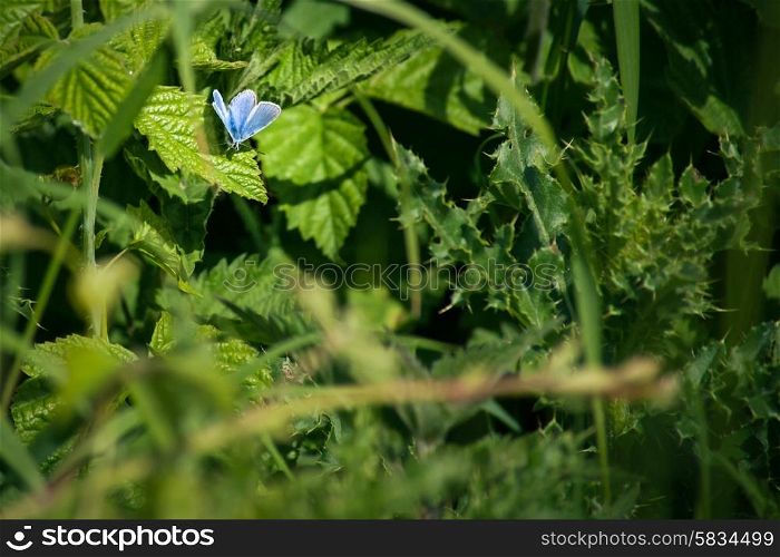 Cute little butterfly in blue colors on a green leaf