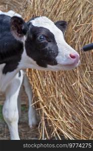 cute little calf   feeding from  bottle against  hay. nursery on a farm. close up